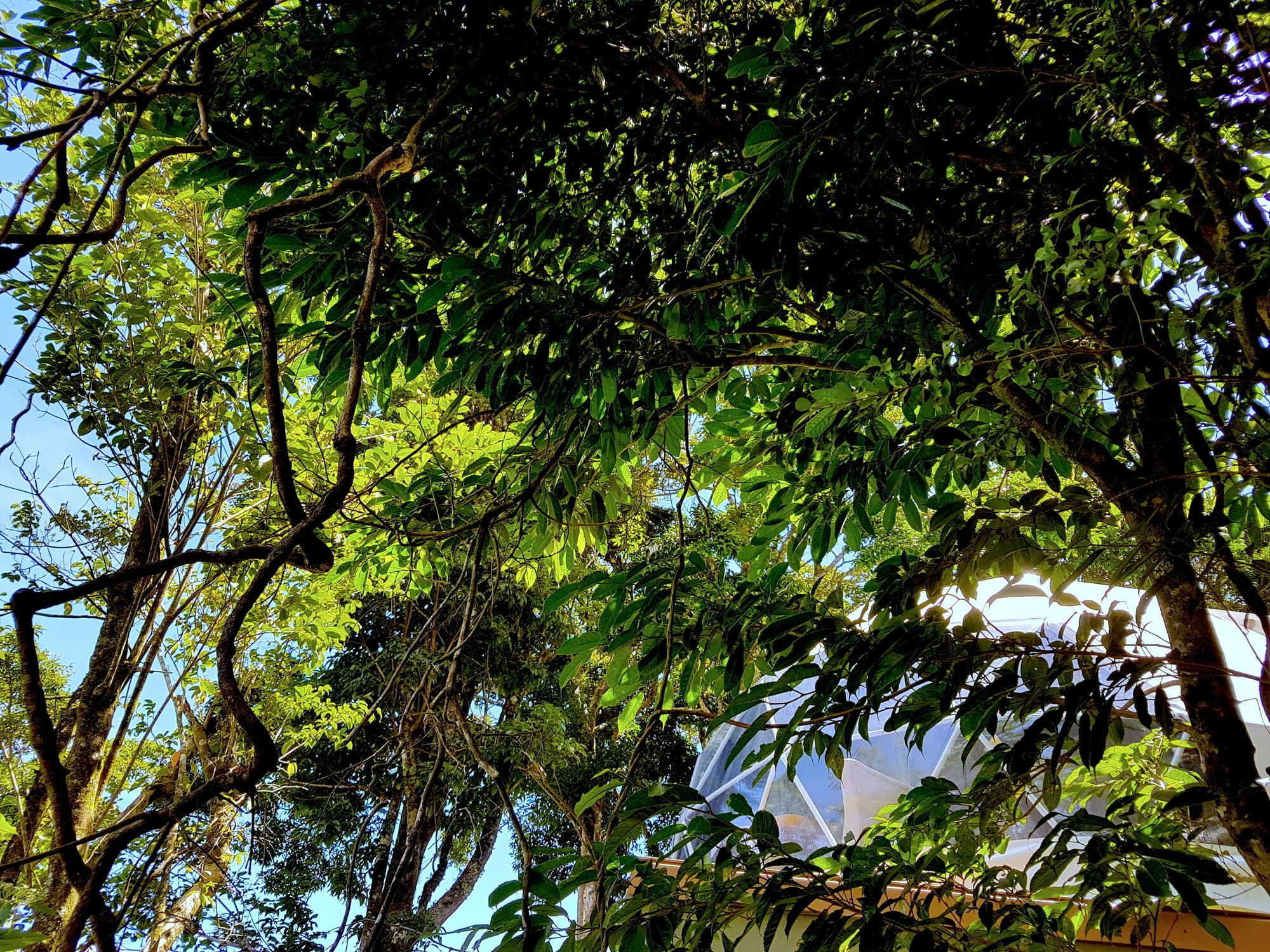 Chira Glamping Resort Monteverde Dış mekan fotoğraf